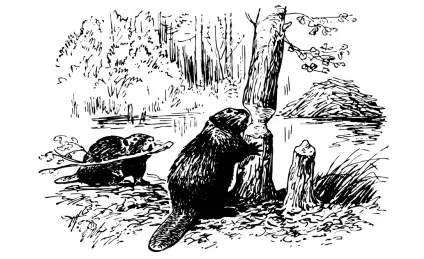 Как бобры реку спасли