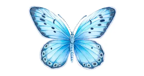 Робкая бабочка и её новые друзья