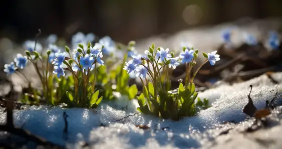 Сказка о весне, или Куда исчезают снежинки