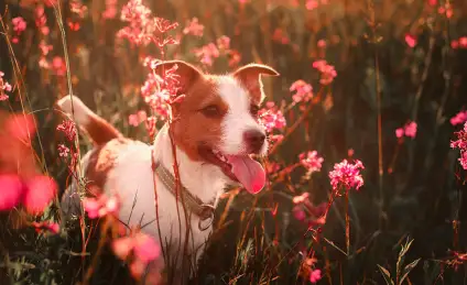 Тобик – любопытный нос