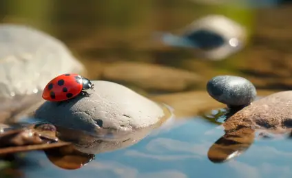 Сказки сладкого леса, или Букашкина мечта